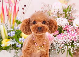 親犬情報|トイプードル・ティーカッププードルのブリーダーならミニ