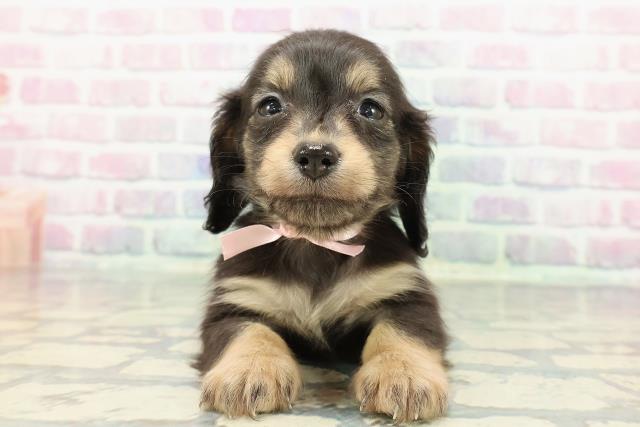 甲信越・北陸のカニンヘンダックスフンド(ロング)の子犬を価格や特徴で