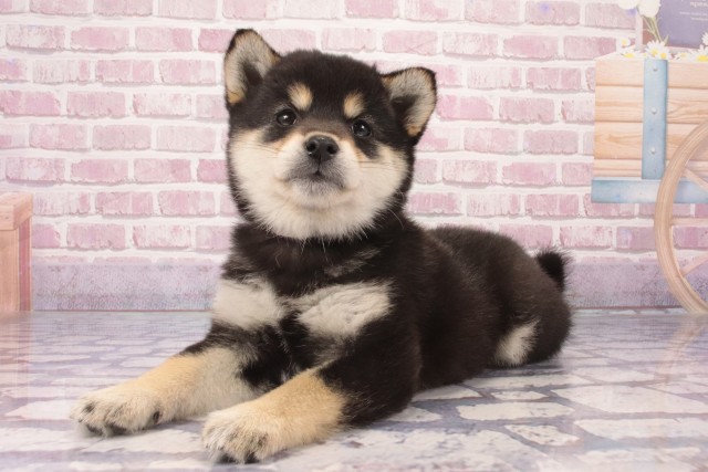 超激レア、UZU立派なジョニー柴犬メス 格安 超激レア、UZU立派な