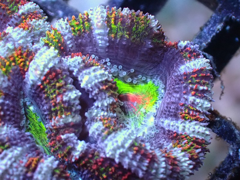 サンゴまとめ買い割引き10％〜20%OFF対象商品】 【サンゴ】【通販