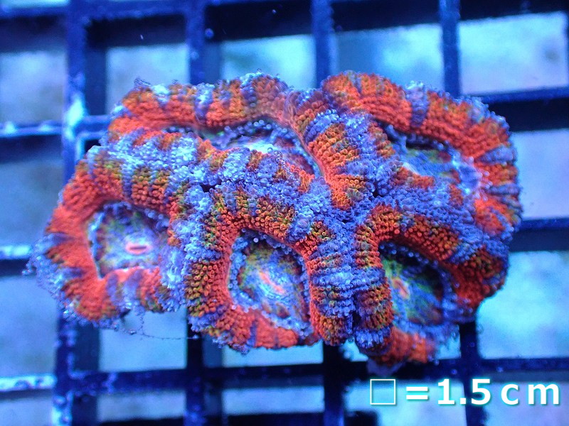 サンゴまとめ買い割引き10％〜20%OFF対象商品】 【サンゴ】【通販