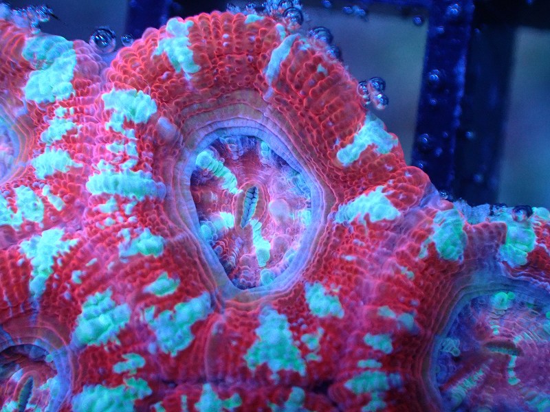 サンゴまとめ買い割引き10％〜20%OFF対象商品】 【サンゴ】【通販