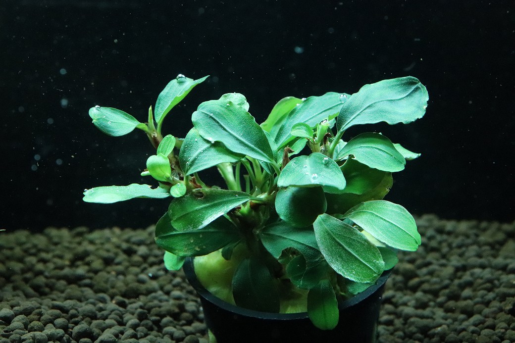 通販 水草】ブセファランドラ sp ピンク ムラウィ(輸入品)【1ポット