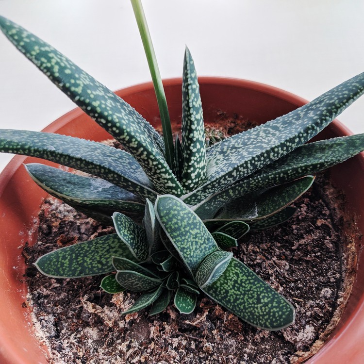 ガステリア アキナキフォリアの判定方法 (Gasteria acinacifolia)