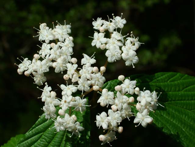 ミヤマガマズミ