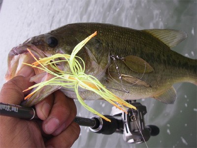 エバーグリーン テムジンクロスファイアTXFC-68MH The“Stallion” | UNITORO