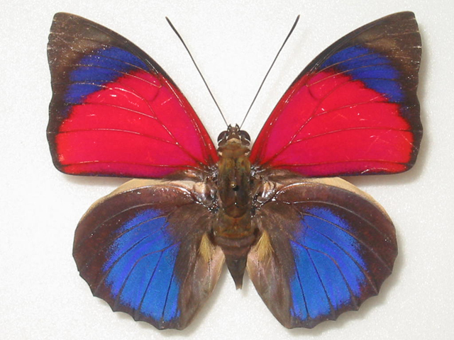 クラウディナミイロタテハ Agrias claudina ～ 蝶の標本 麗蝶 ～