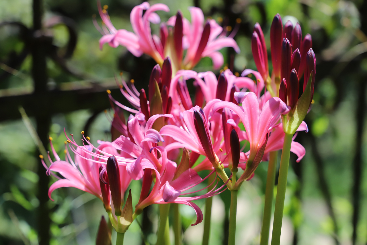 秋の花、リコリスが咲き出しました。 | Happy new year | ローザン