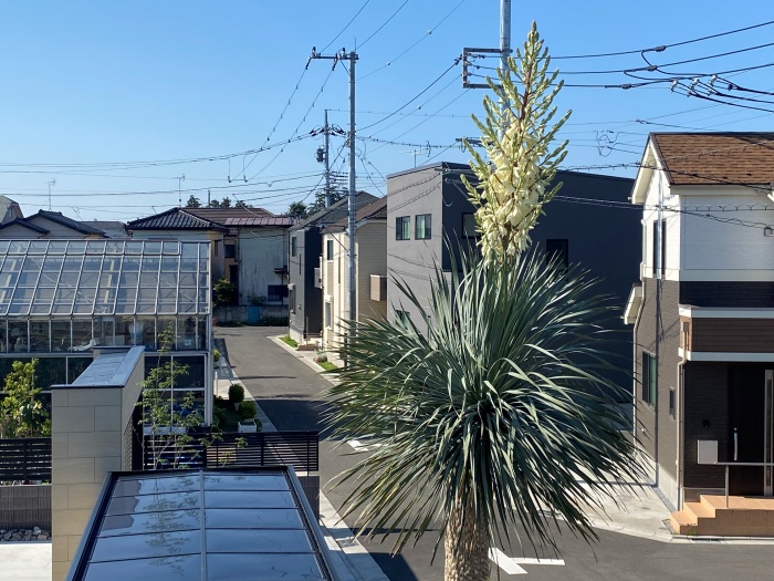 ユッカ・ロストラータに花が咲きました！！！＼(^o^)／(その1）|川越