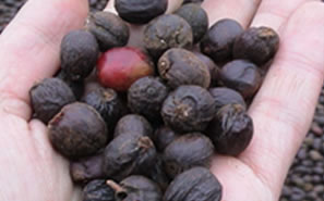 ワールドビーンズショップ / ブラジル トミオ・フクダ DRY ON TREE