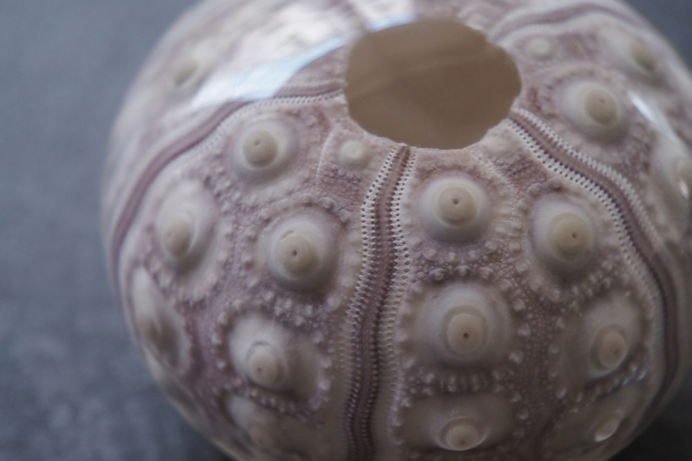 Unimaru ウニマル（バクダンウニ）/ Usagi no Nedoko ウサギノネドコ