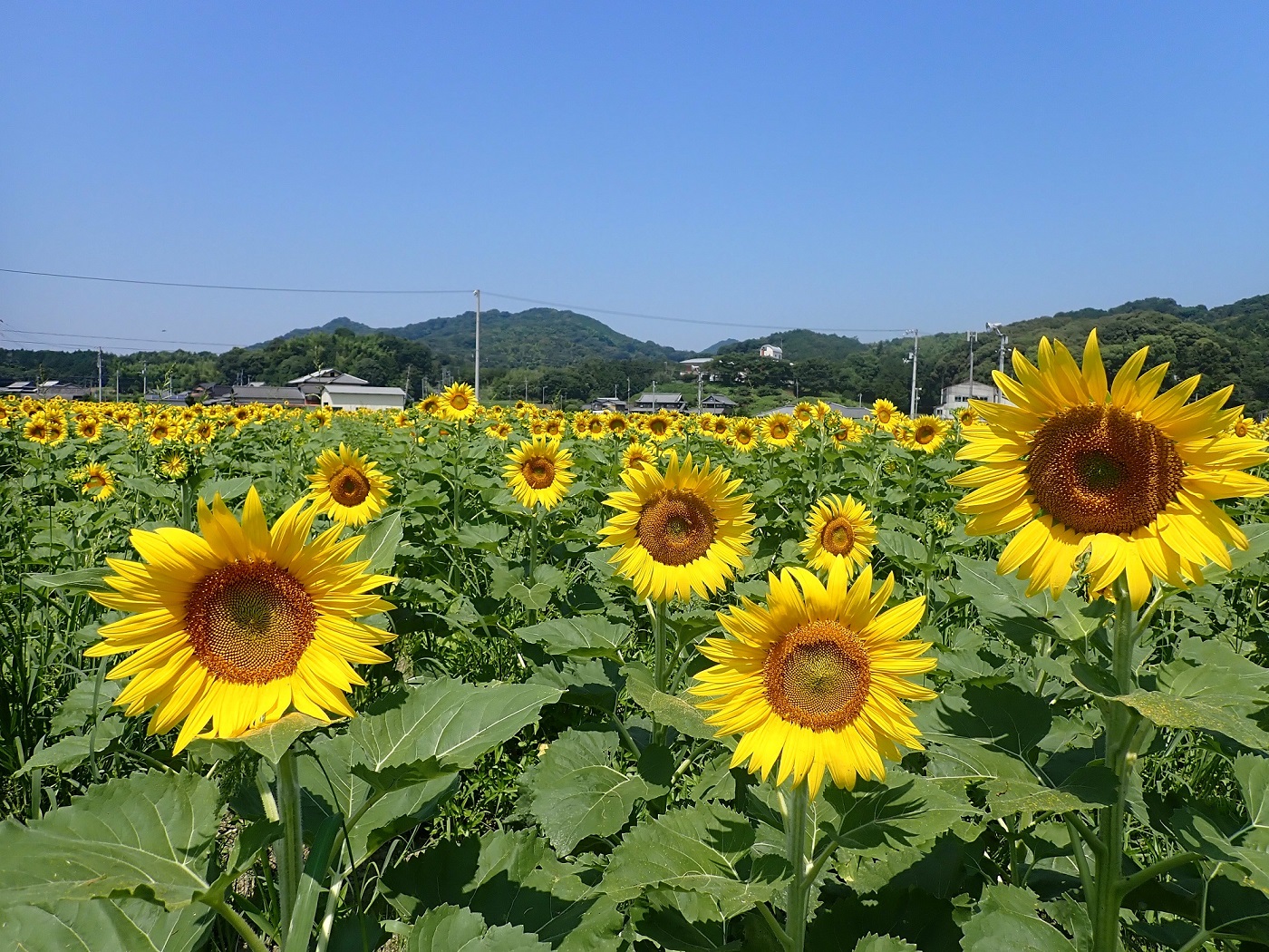 ひまわり開花状況2025（令和7年6月30日） - Manno まんのう魅力発信