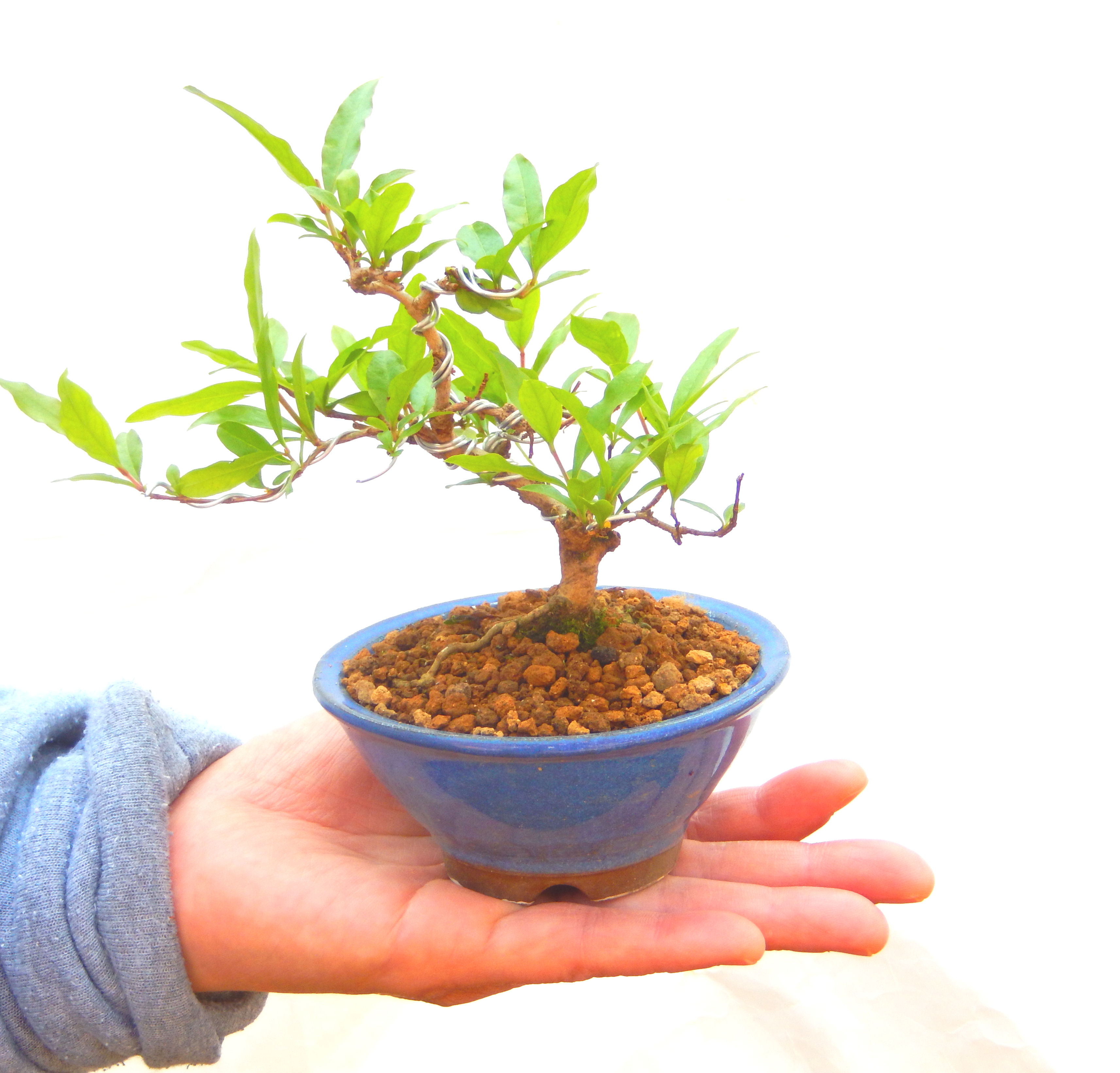 ザクロ。ザクロの盆栽、ミニ盆栽 2774