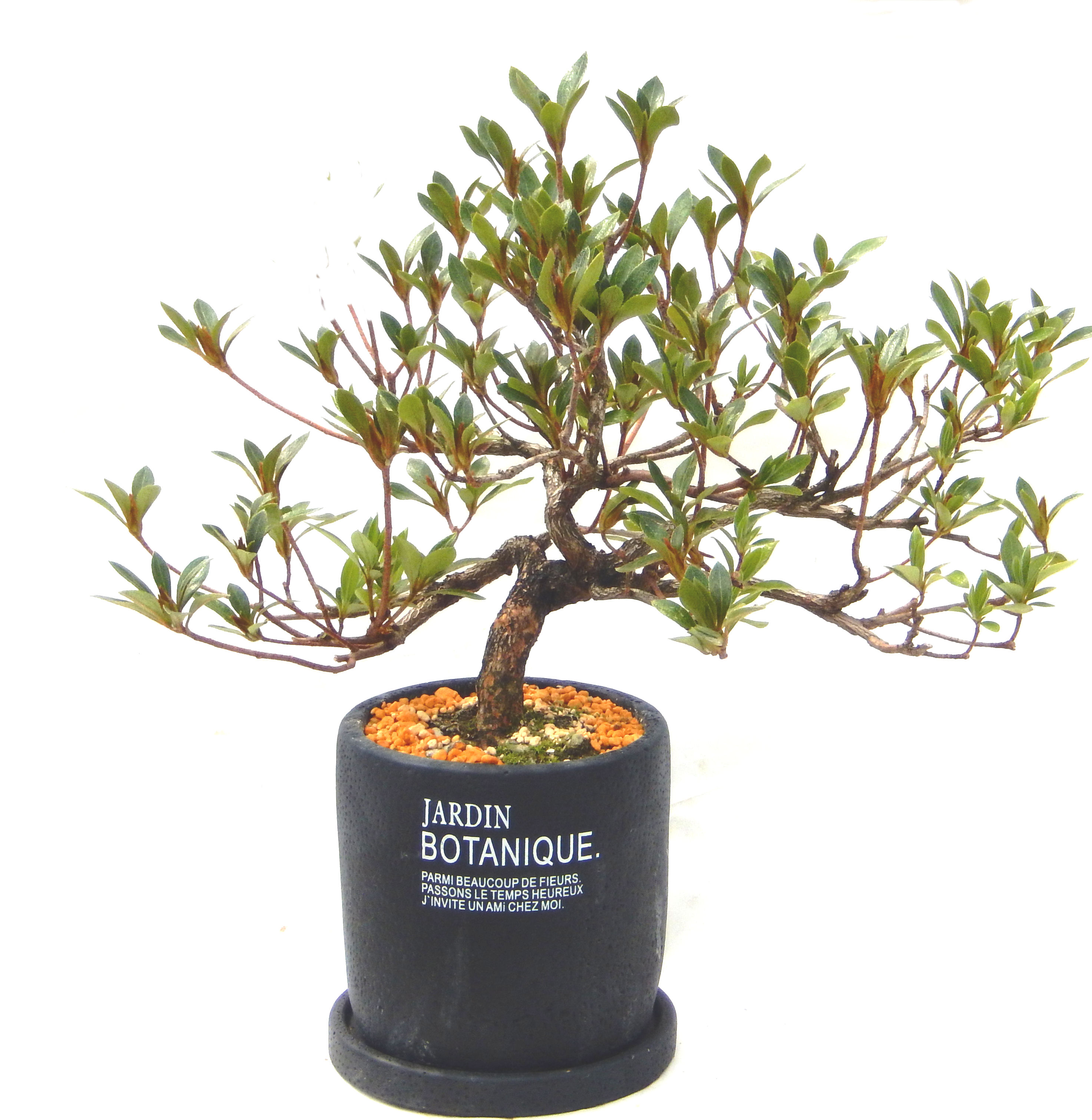 さつき盆栽特集｜東京盆栽｜a-masa-103satuki2023bonsai