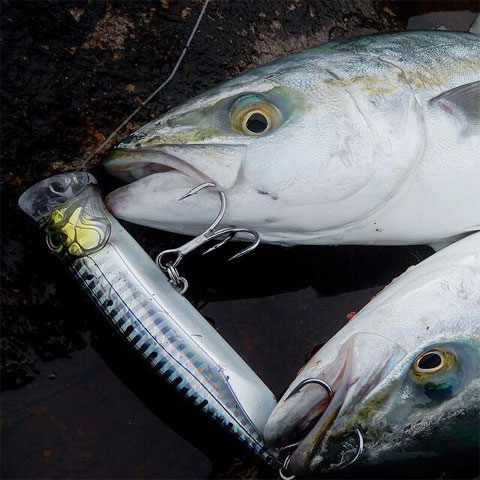 TACKLEHOUSE CONTACT FEED. POPPER