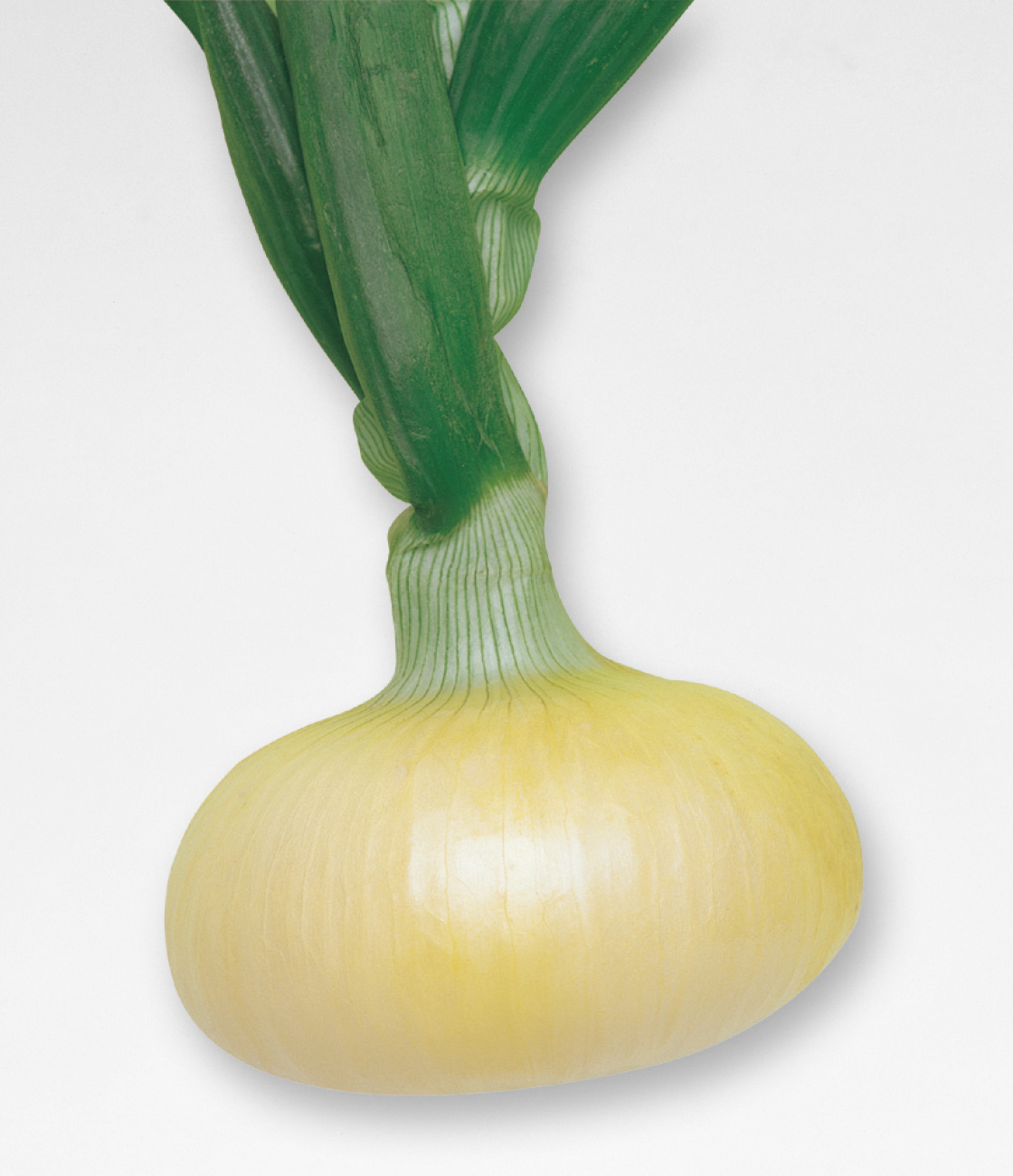 マッハ タマネギ ｜ 品種カタログ ｜ タキイの野菜【タキイ種苗】