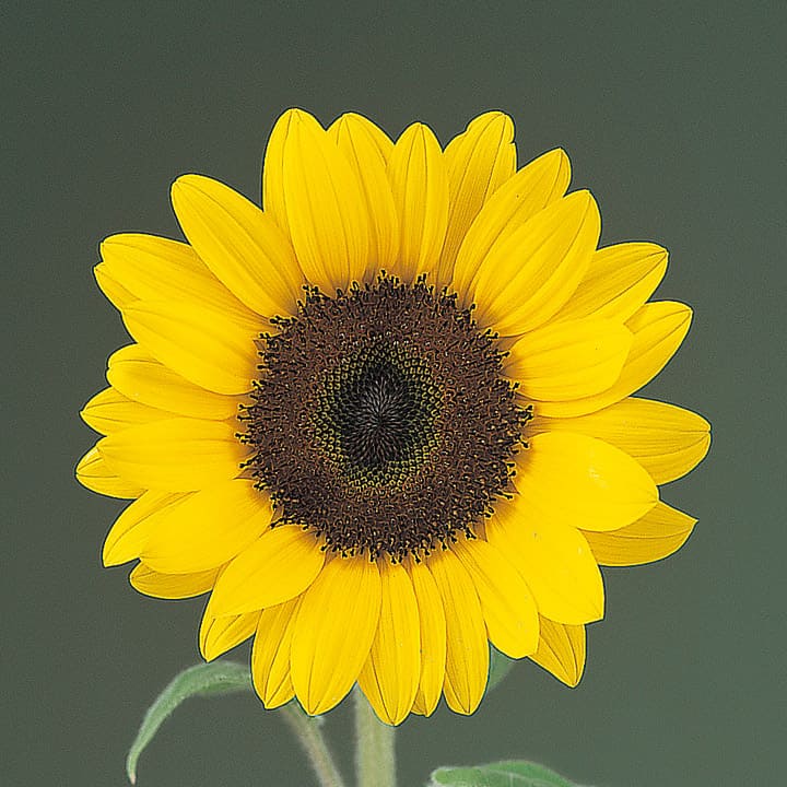 ひまわり ｜ 品種カタログ ｜ 調べる ｜ タキイ種苗株式会社