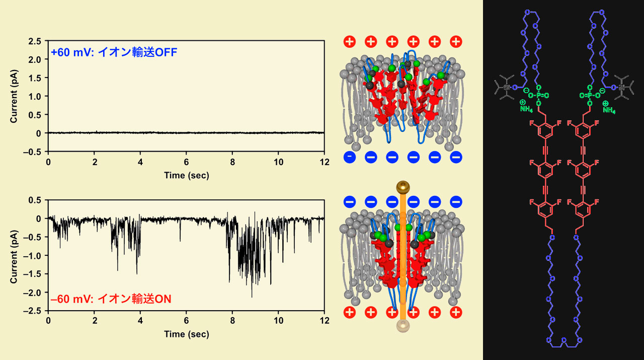 複数の外部刺激に応答する人工イオンチャネルを開発 難治性疾患の治療