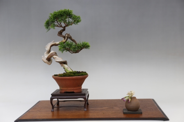 糸魚川真柏 A0199☆松柏 真柏 小品盆栽☆「送料無料」浦部陽向園