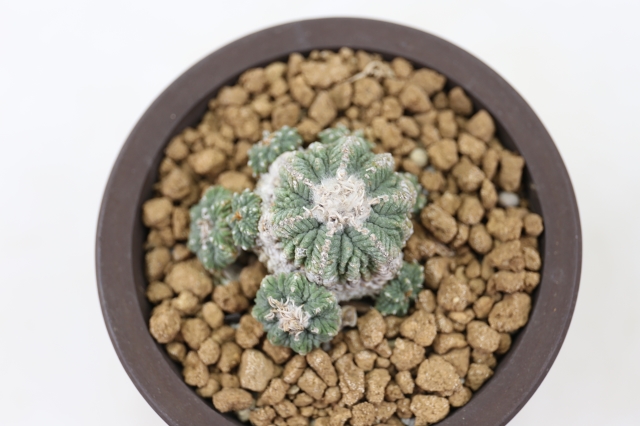 花籠 現地球 A0876☆アズテキウム サボテン☆「送料無料」浦部陽向園