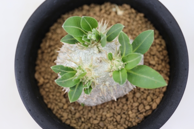 恵比寿笑い A0896☆ブレビカウレ パキポディウム コーデックス 多肉