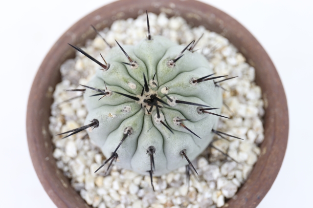 黒王丸 輸入球 A1280☆コピアポア シネレア サボテン☆「送料無料