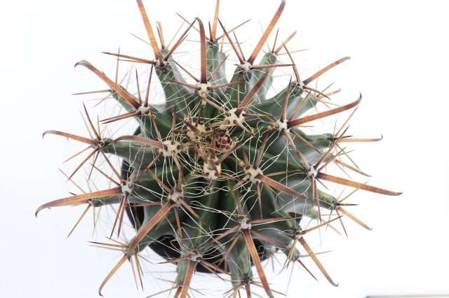 巨鷲玉 実生 A1796☆フェロカクタス サボテン☆浦部陽向園