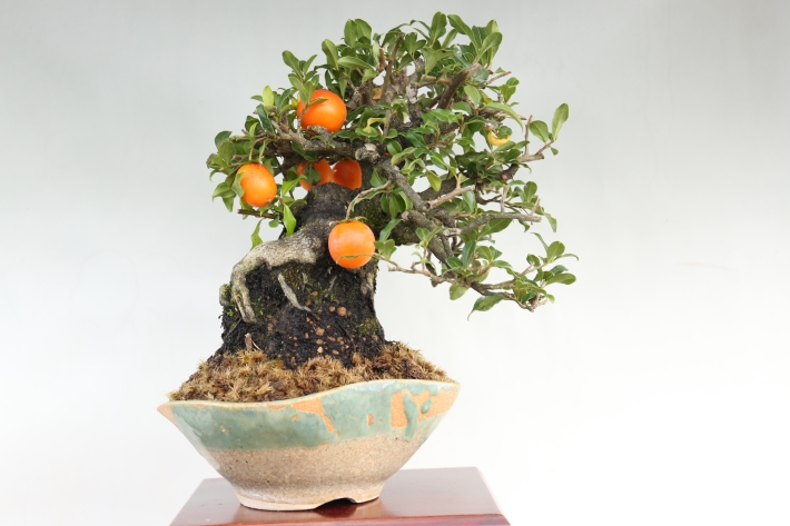 ときわ柿 A2537☆常葉柿 花物実物 小品盆栽☆「送料無料」浦部陽向園