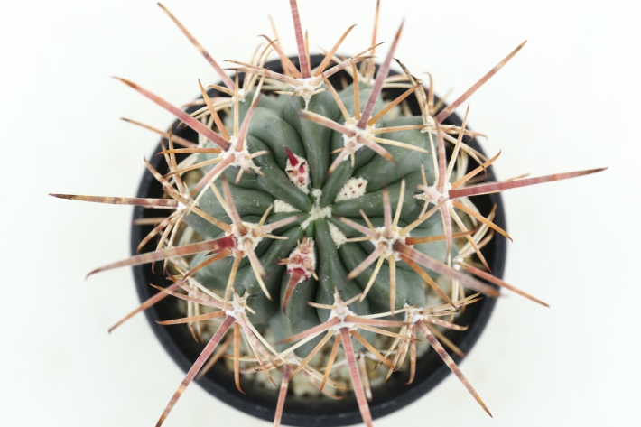 紅裳竜 実生 A2617☆フェロカクタス サボテン☆浦部陽向園