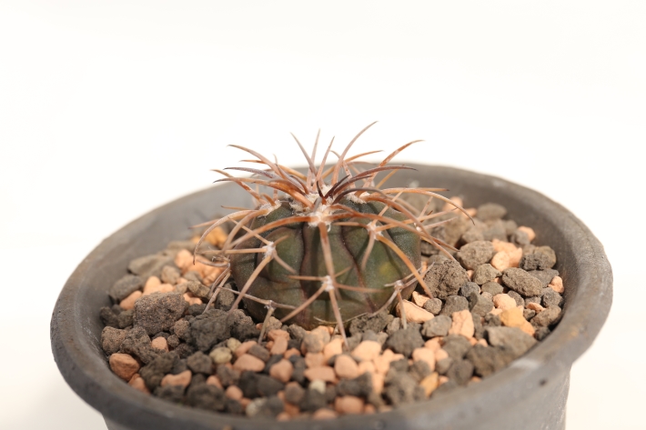 天平丸 実生 A2732☆ギムノカリキウム サボテン☆浦部陽向園