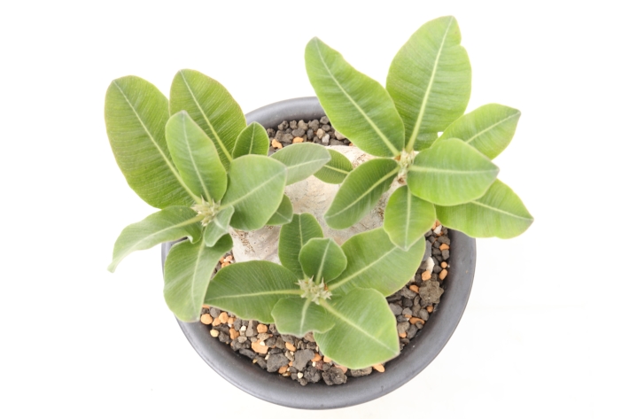 エブレネウム 輸入球 A2789☆パキポディウム 塊根植物 多肉植物