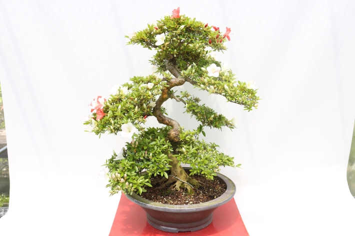 難波錦（皐月） A2817☆サツキ 花物実物類 大型盆栽☆「送料無料」浦部