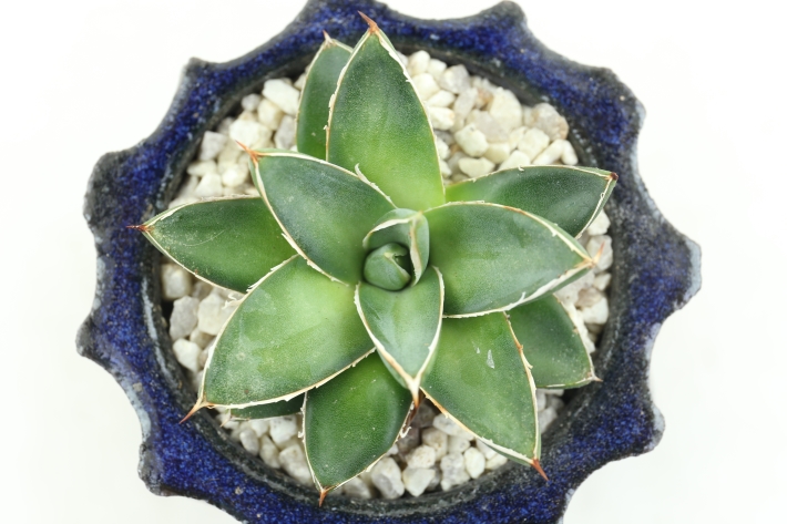 王妃笹の雪A型 実生 A2836☆アガベ 多肉植物☆「送料無料」浦部陽向園