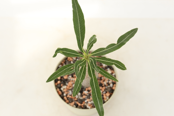 グラキス 実生 A2896☆パキポディウム 塊根植物 コーデックス☆「送料