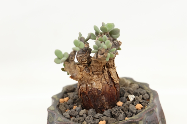 ピグマエア盆栽form 輸入球 A2926☆ケラリア コーデックス（塊根植物