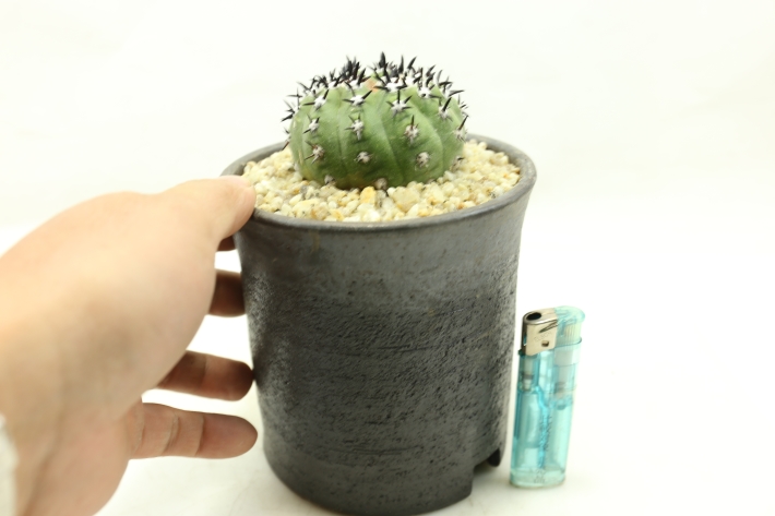 黒王丸(短刺双頭type) 接ぎ降し A2984☆コピアポア シネレア