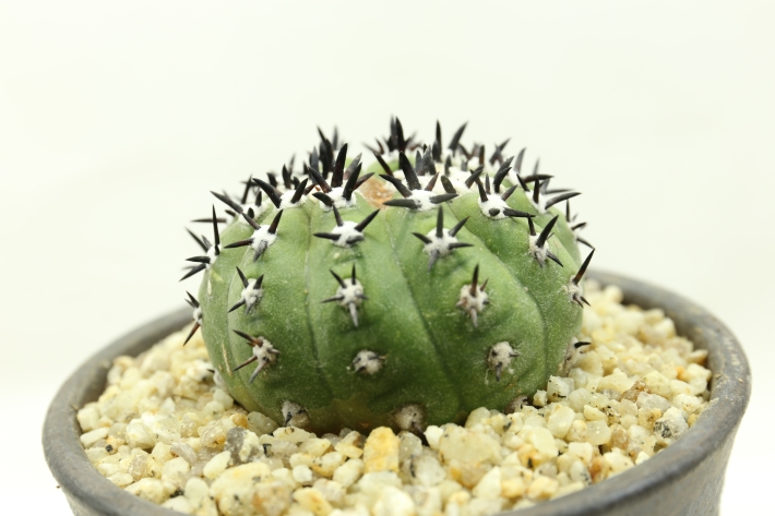 黒王丸(短刺双頭type) 接ぎ降し A2984☆コピアポア シネレア