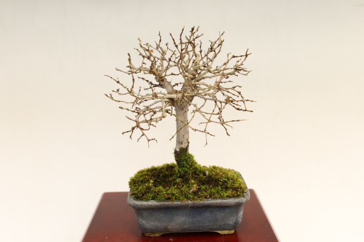 けやき A3029☆ケヤキ 欅 葉物 小品盆栽☆「送料無料」浦部陽向園