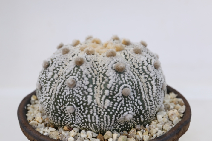 兜丸（ミラクル系） 実生 A3162☆アストロフィツム カブト丸 サボテン