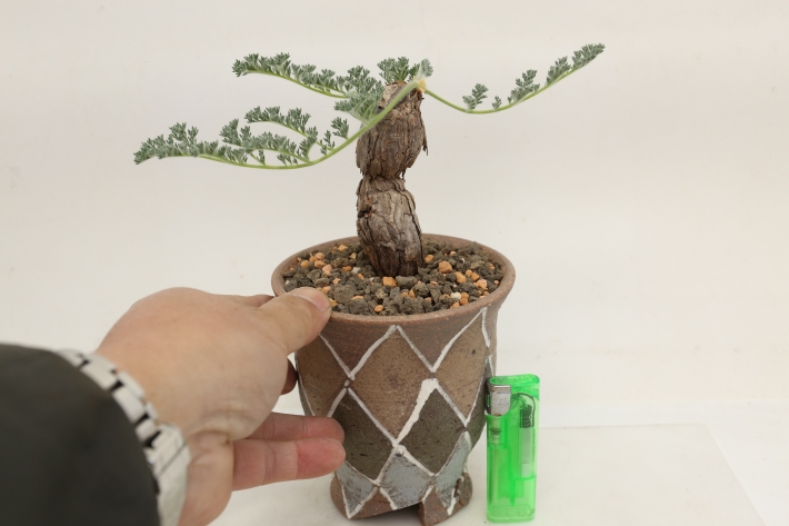 トリステ 輸入球 A3172☆ペラルゴニウム トリステ 多肉植物☆「送料