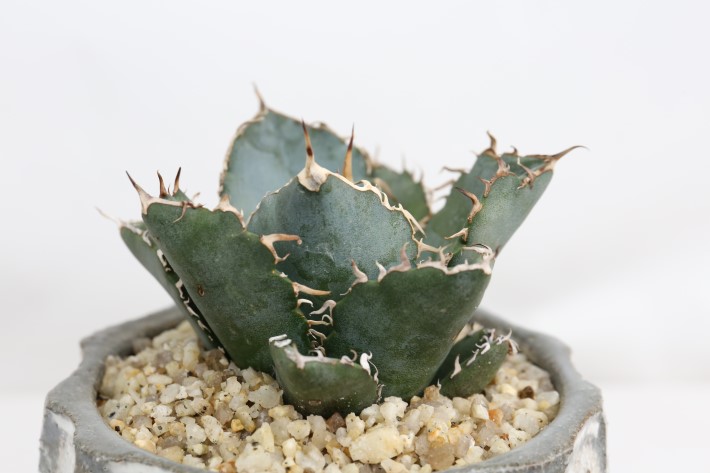 白鯨 輸入球 A3288☆チタノタ アガベ 多肉植物☆「送料無料」浦部陽向園