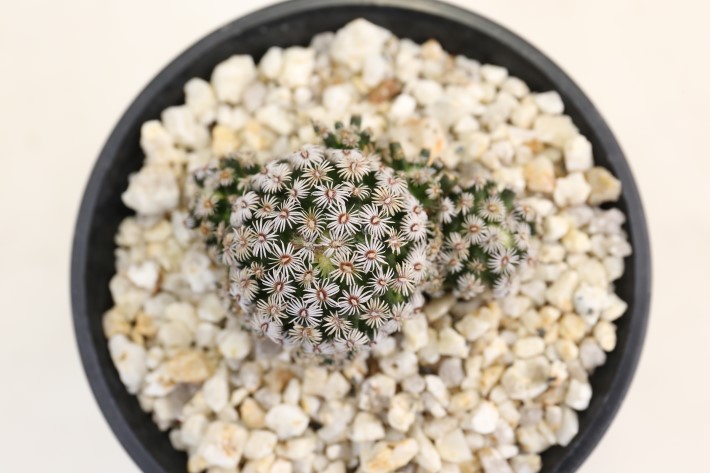 ヘルナンデシー 実生 A3337☆マミラリア サボテン☆浦部陽向園