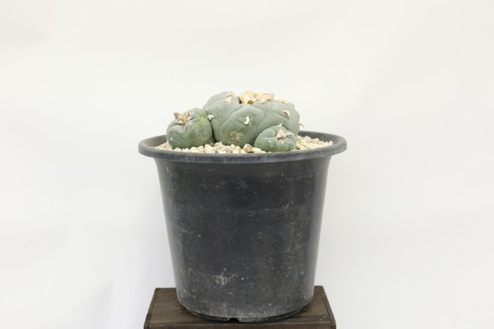 大疣銀冠玉 実生 A3704☆ロフォフォラ サボテン☆「送料無料」浦部陽向園