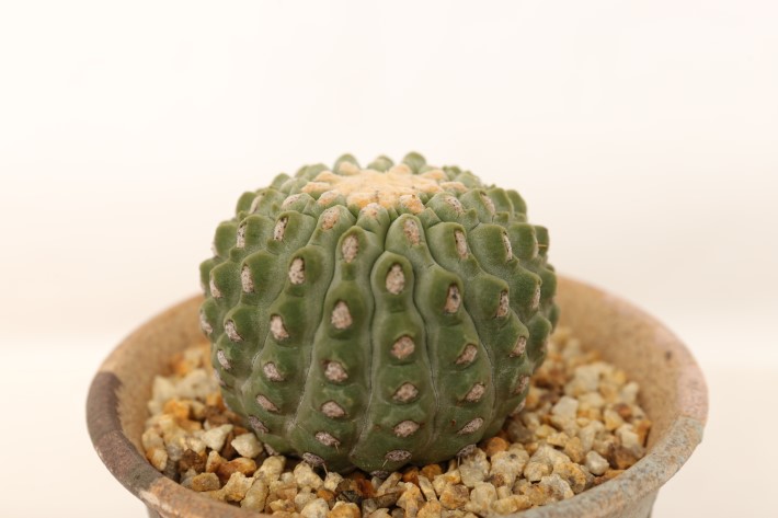 刺無し孤竜丸 接ぎ降ろし A3745☆コピアポア コルムナアルバ サボテン