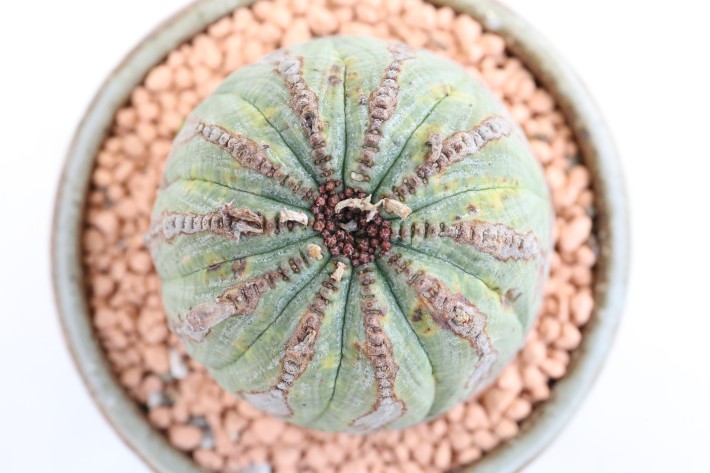 送料無料】オベサ（メス株） ユーフォルビア 実生 A3793｜多肉植物