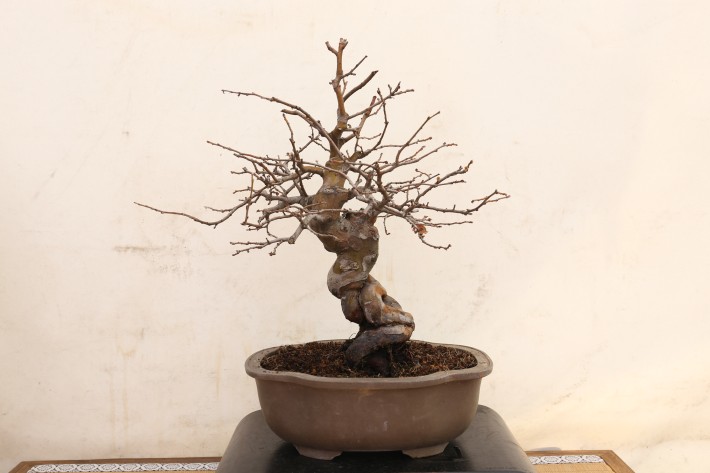 送料無料】花梨 カリン 中品盆栽 A3825｜盆栽 花物実物｜浦部陽向園