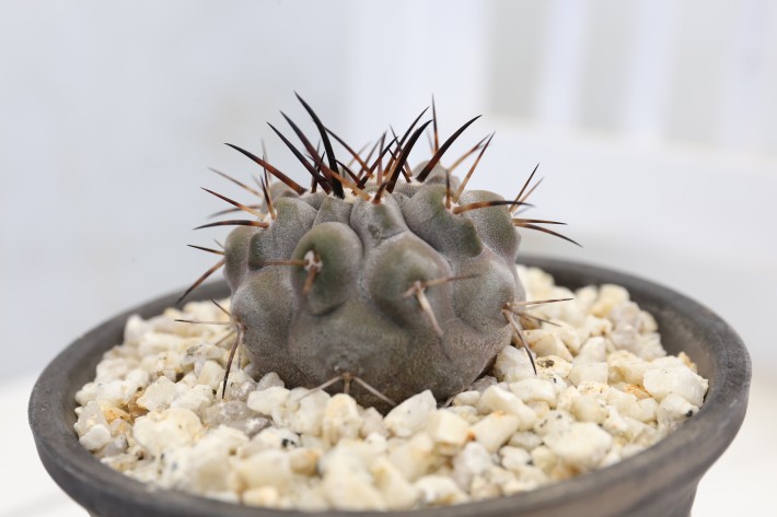 送料無料】黒王丸 シネレア コピアポア 実生 A3886｜サボテン｜浦部陽向園