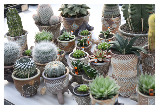 ユーフォルビア シンメトリカ