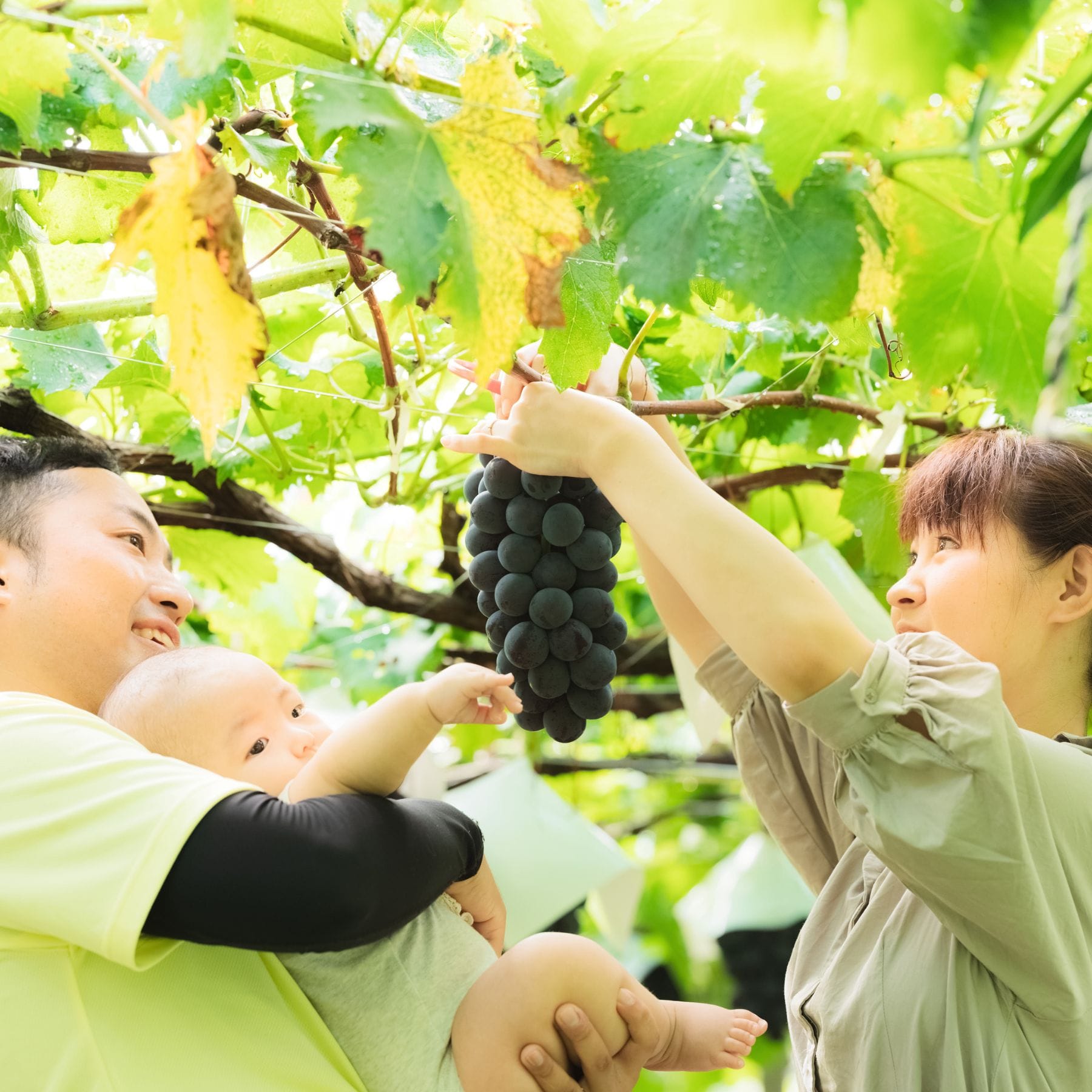 エアリーフルーツ いちご 9g おつまみフリーズドライフルーツ