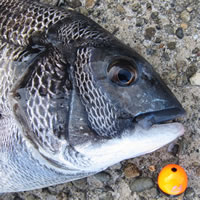 ダイワ 大島 磯 0.8号-53・F - フカセでチヌ！